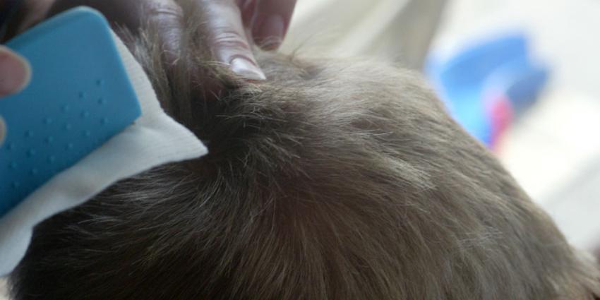 Hoofdluis ook op crèches en middelbare scholen