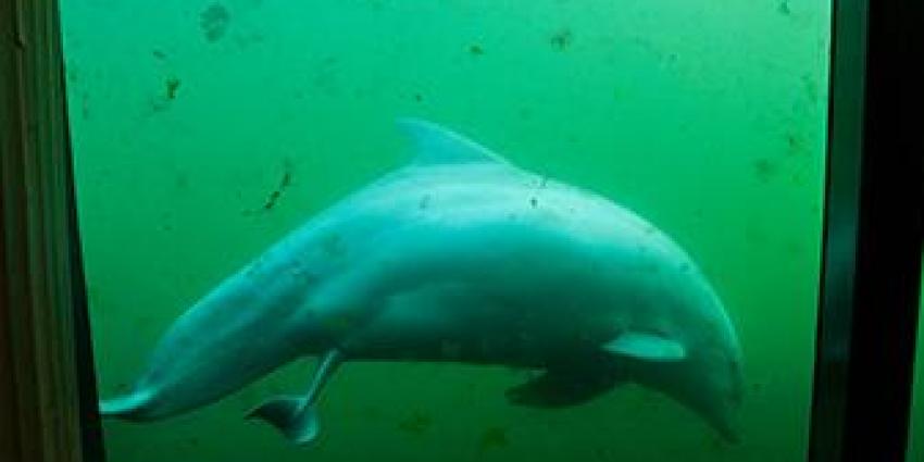 Foto van bevalling dolfijn | Dolfinarium