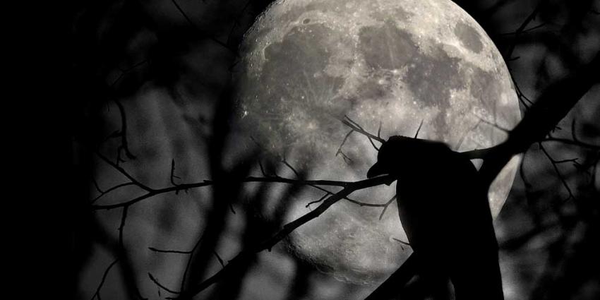 foto van maan kraters vogel boom | Archief EHF