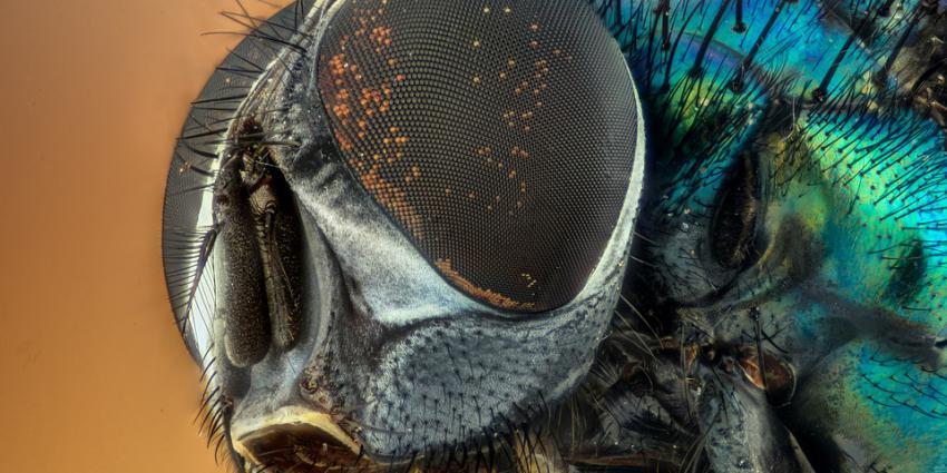 Veel nieuwe insecten gevonden in groeve