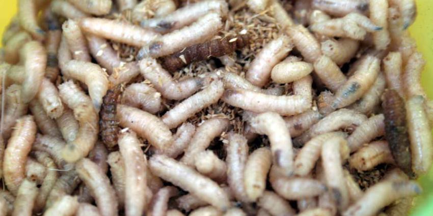 Eten we binnenkort gebak met vliegenvet in plaats van boter?