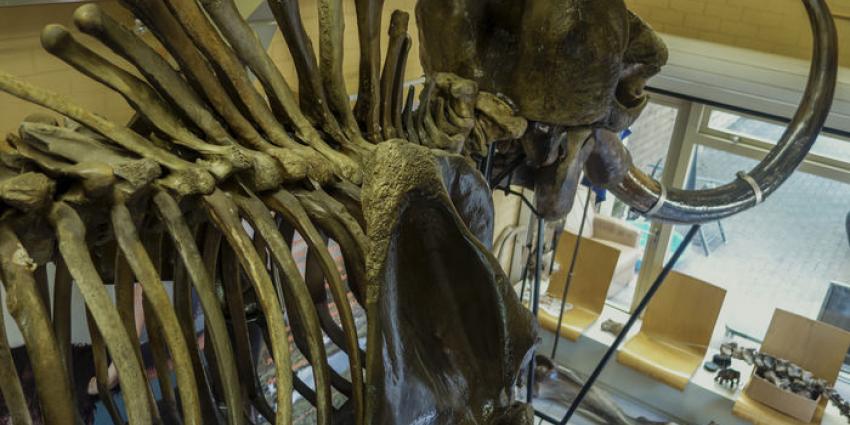 Nederlandse mammoet onder de hamer