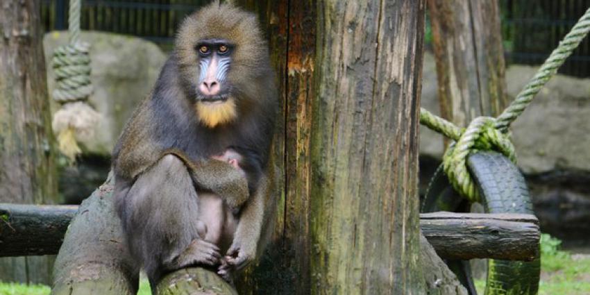 Mandril geboren in Ouwehands Dierenpark Rhenen