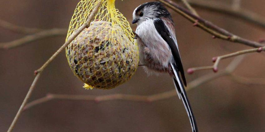 Graspieper meest geteld op landelijke Vogelteldag