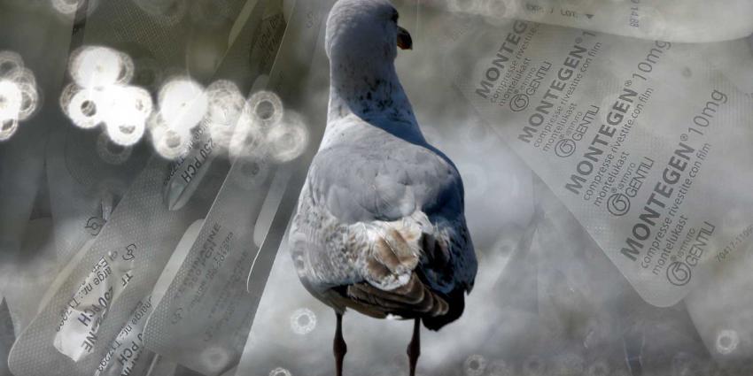 meeuw-zee-medicijnen