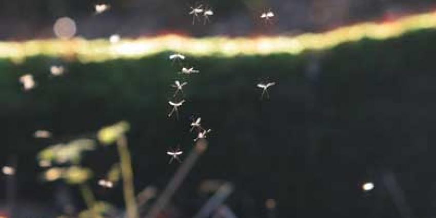 Foto van dansende muggen | Archief EHF