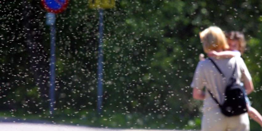 Steekmuggen veroorzaken grote uitbraak Westnijlkoorts in Zuid-Europa