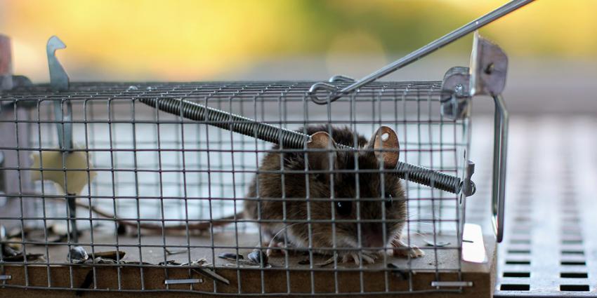 Muis in muizenval