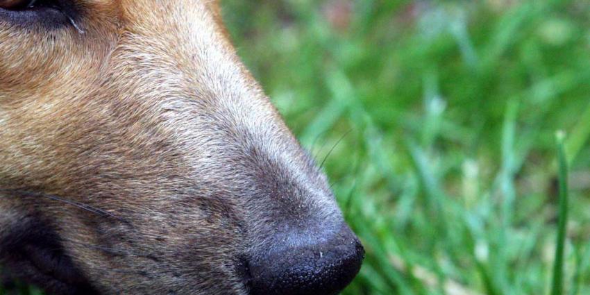 Ontsnapte voortvluchtige weet politiehond niet om de tuin te leiden