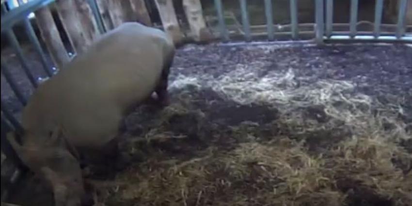 Neushoorn geboren in Burgers Zoo