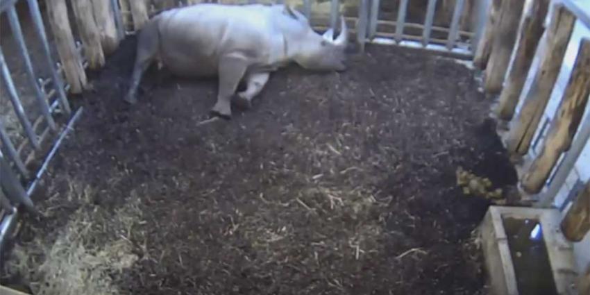 Neushoornjong doodgeboren in Burgers' Zoo Arnhem