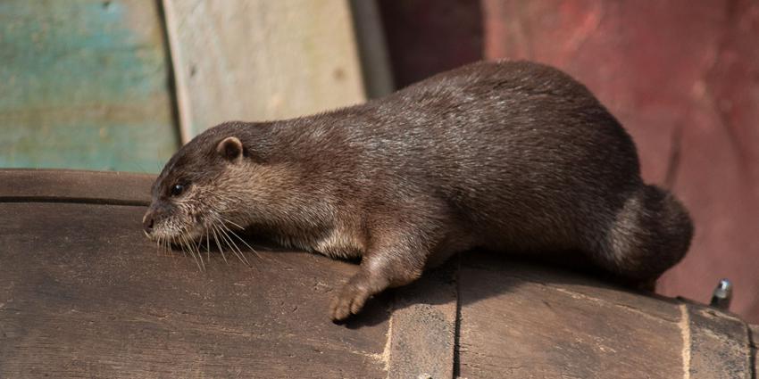 Twee otterbroertjes gearriveerd in DierenPark Amersfoort 