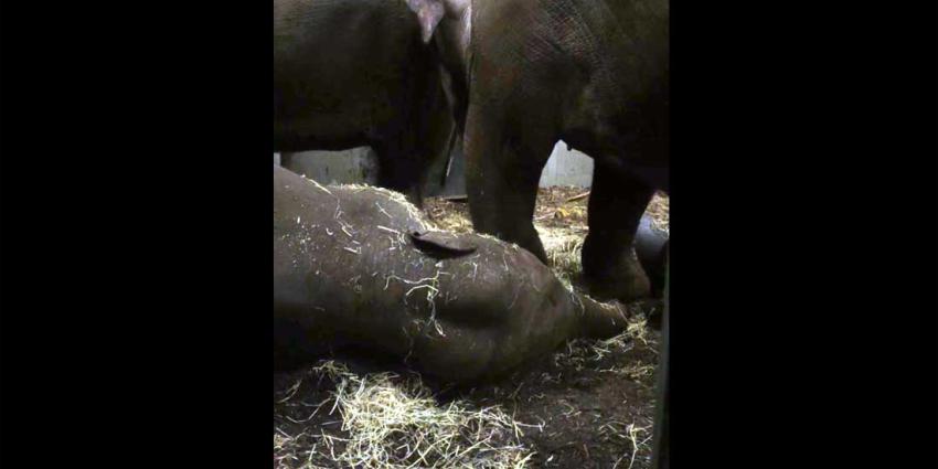 Jong Artis-olifantje Mumba stierf door herpesvirus