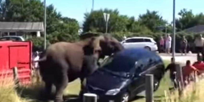 Je moet een olifant nooit boos maken, kijk hier waarom