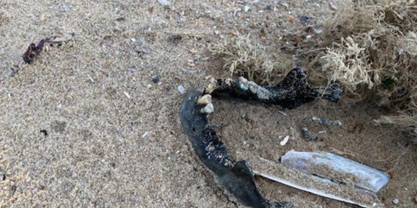 onderkaak-mens-ijzertijd