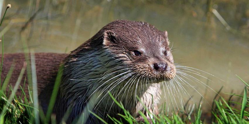 otter-natuur-gras