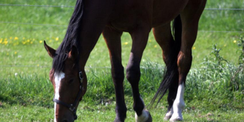 Ruiter zwaar gewond na val van paard 