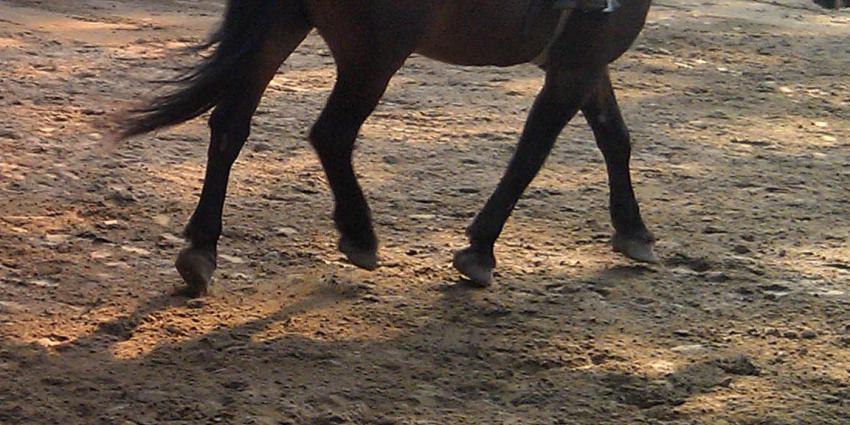 Tonnen boete voor Rotterdams wedkantoor