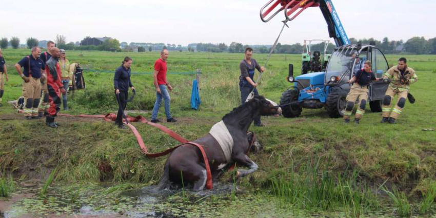 Brandweer redt paard uit de sloot in Schiedam