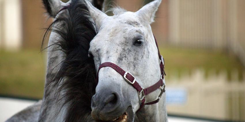 61 paarden mishandeld door mogelijk paardenmishandelaar​ 