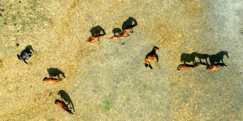 paardenmishandelaar, dierenleed