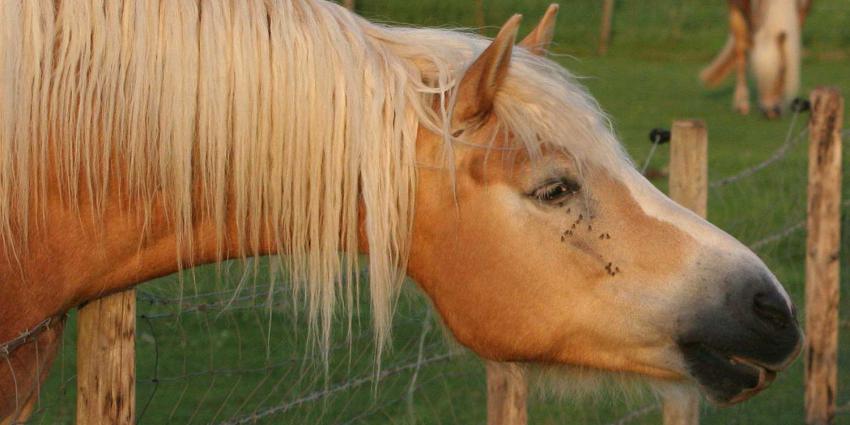 paarden-weide-hek