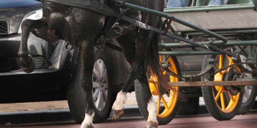 Paarden slaan op hol door inhalende vrachtwagen, vrouwen gewond