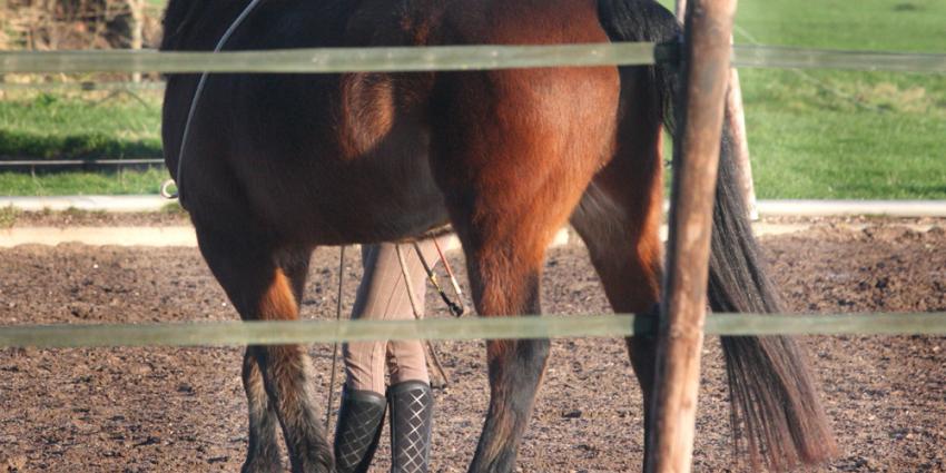 Paard in Drentse Eext mishandeld met scherp voorwerp