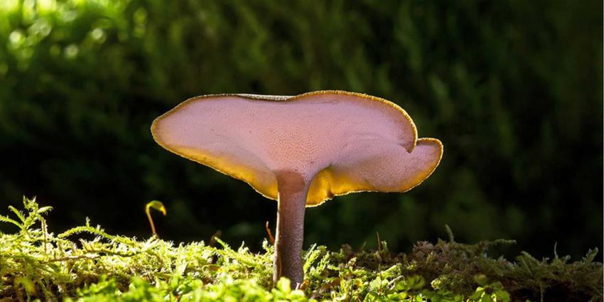 paddenstoel-medicijn