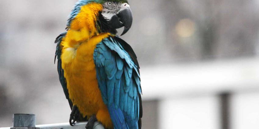 papegaai-verkeersbord