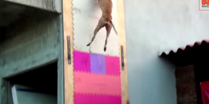 Pittige pitbull springt 4 meter hoog