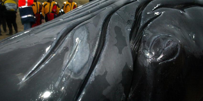 Massastranding dertig potvissen niet door menselijk handelen