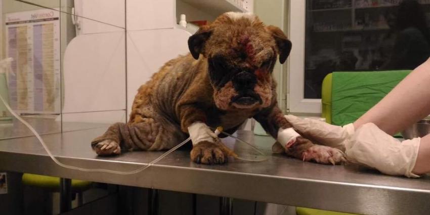 Uitgeput en verwaarloosde moederhond gered uit een hongaarse puppyfabriek