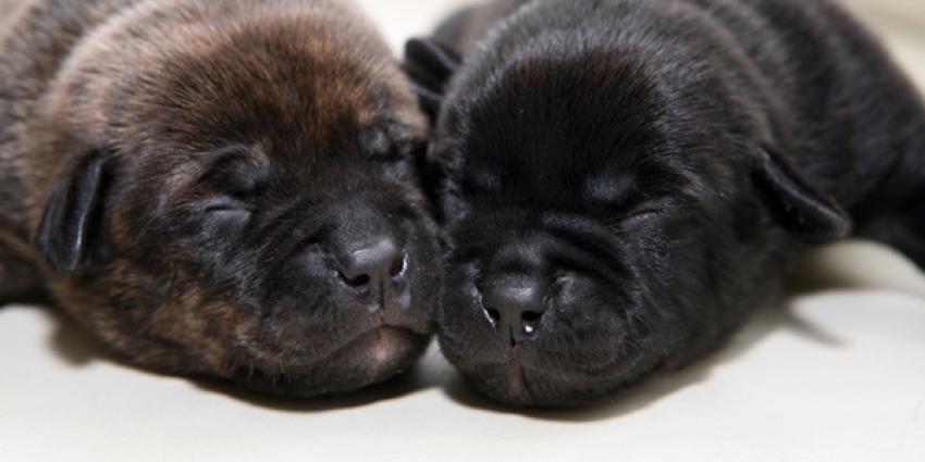 Verdachten aangehouden in onderzoek naar illegale hondenhandel