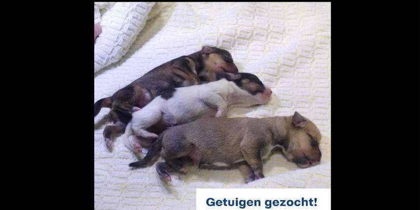 pups-hond