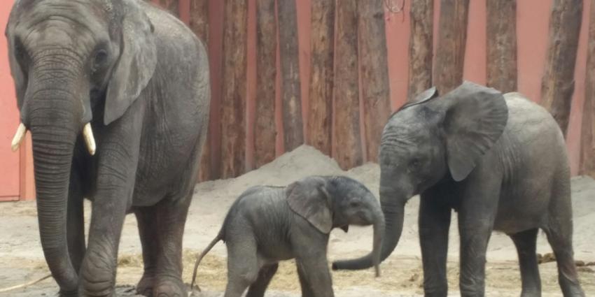 Pasgeboren olifantje Madiba zorgt voor topdrukte in Safaripark Beekse Bergen