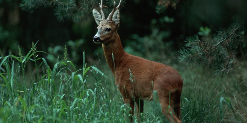 Hitsige reeën in boswachterij Austerlitz