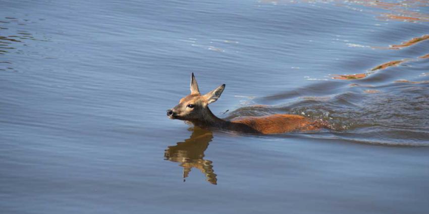 Ree gered uit Hoogeveense Vaart 