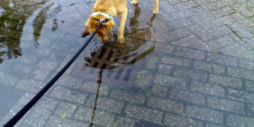 Den Haag het hardst getroffen bij extreme neerslag