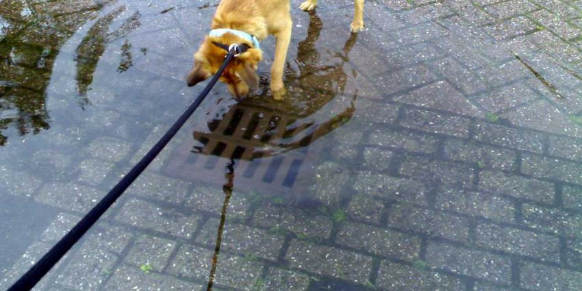 Wateroverlast-hond-put-regen