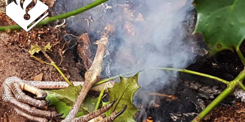 Dakloze Rus roostert blauwe reiger op houtgestookt vuurtje