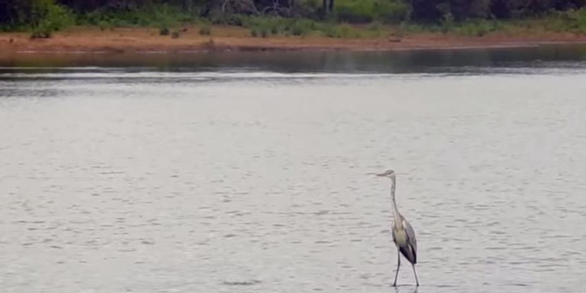 Blauwe reiger besmet met westnijlvirus