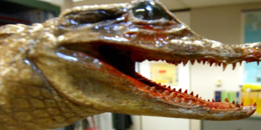 Doden, veel wateroverlast en alligators in de straat na orkaan Harvey