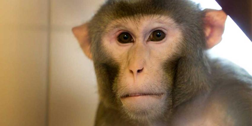 'Apen in BPRC Rijswijk blind en verlamd gemaakt'