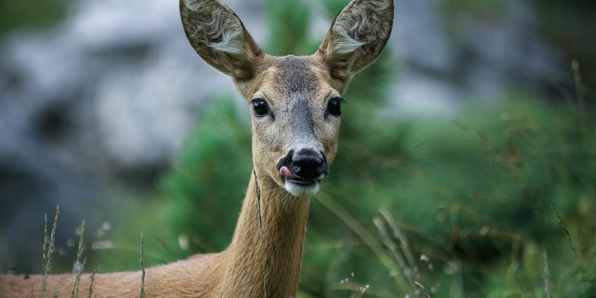 Ree in het bos