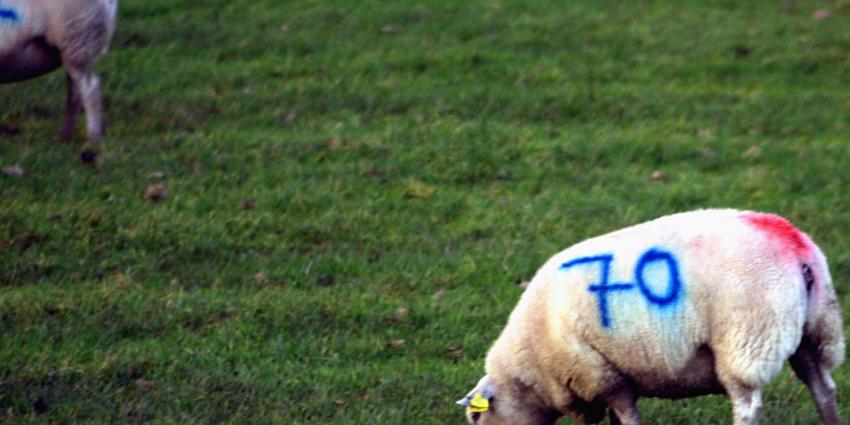 schaap-slacht-offerfeest