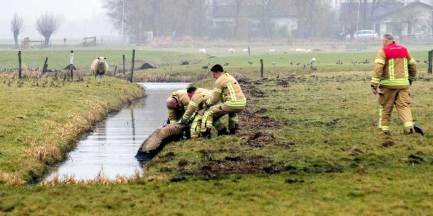 Schaap op het droge gezet