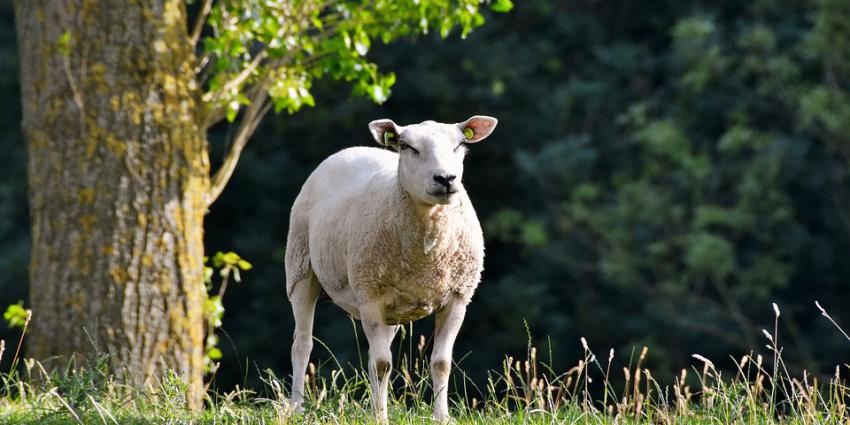 Kabinet reserveert 35 miljoen euro voor Zeeland