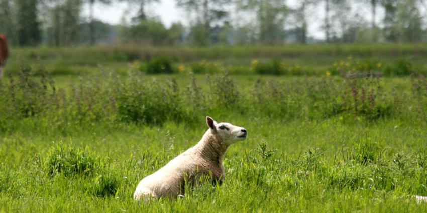 foto van schapen | fbf