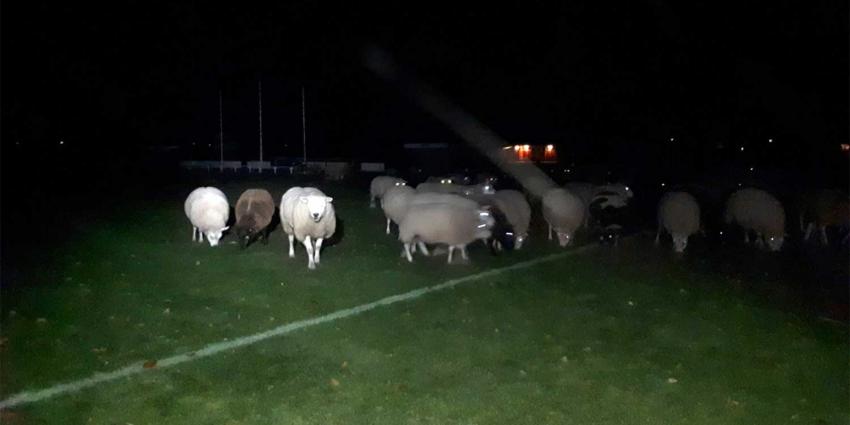 Grote kudde schapen 's nachts aangetroffen op voetbalveld Kraggenburg